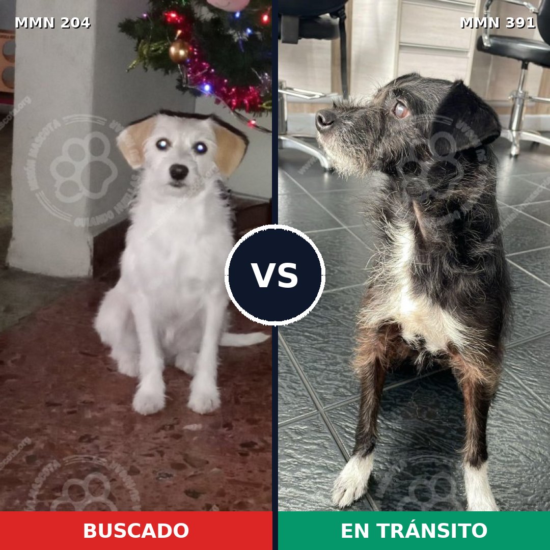 Comparativa MMS 4969: mascota perdida y mascota encontrada, 67% de similitud