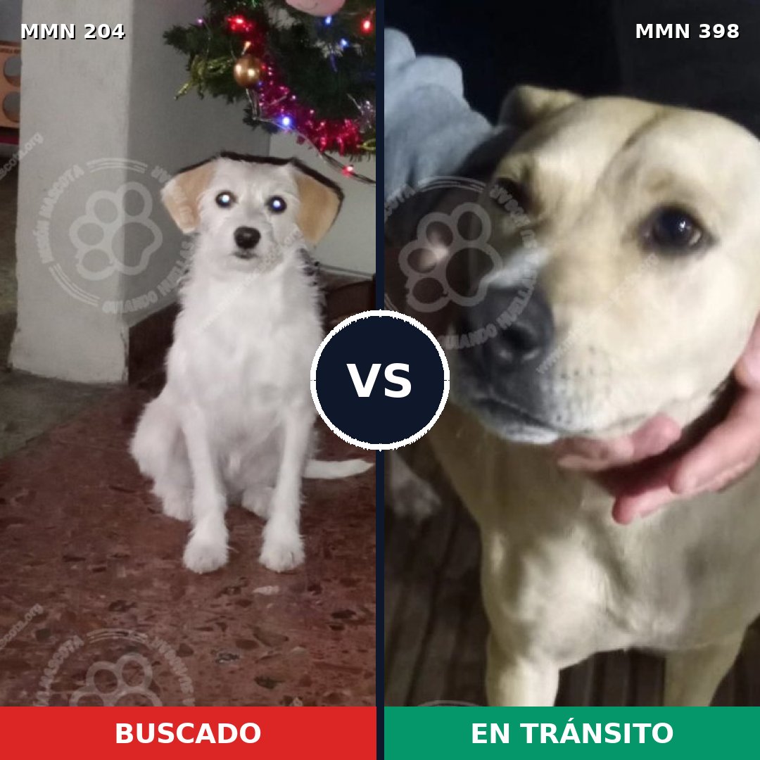Comparativa MMS 4970: mascota perdida y mascota encontrada, 53% de similitud