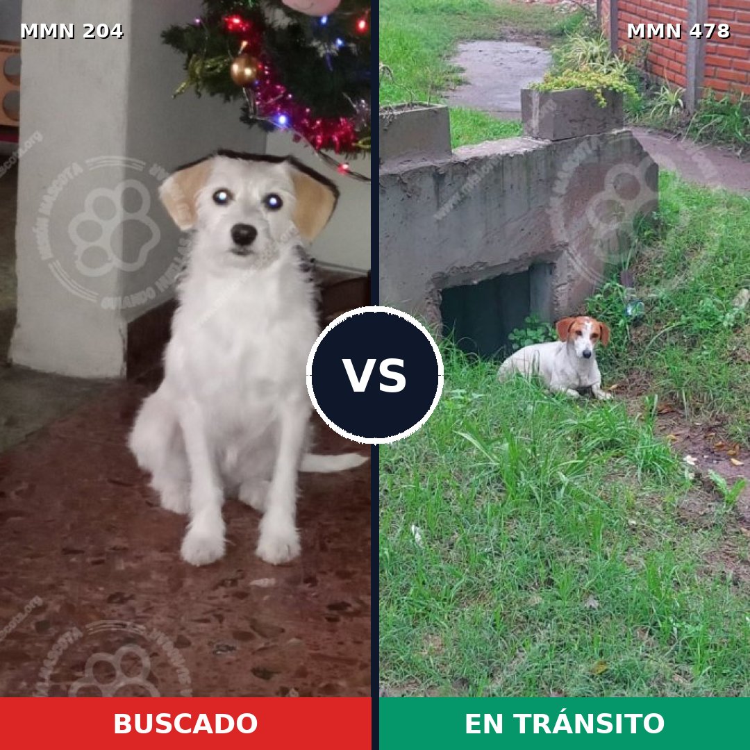 Comparativa MMS 4971: mascota perdida y mascota encontrada, 57% de similitud