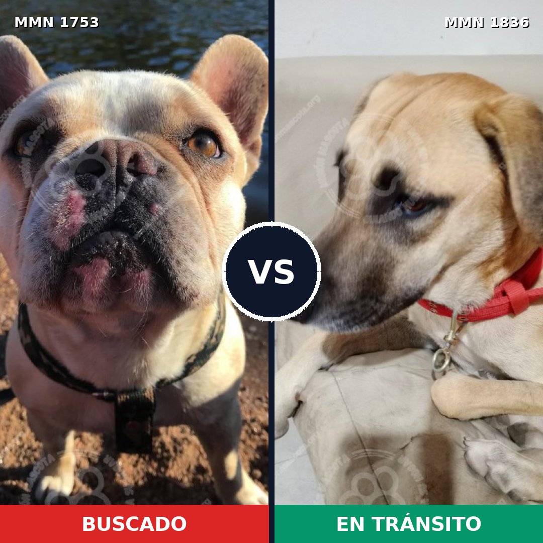 Comparativa MMS 49712: mascota perdida y mascota encontrada, 32% de similitud