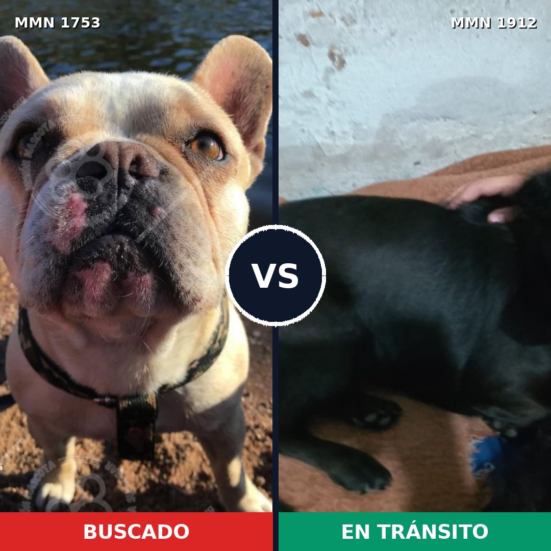 Comparativa MMS 49714: mascota perdida y mascota encontrada, 42% de similitud
