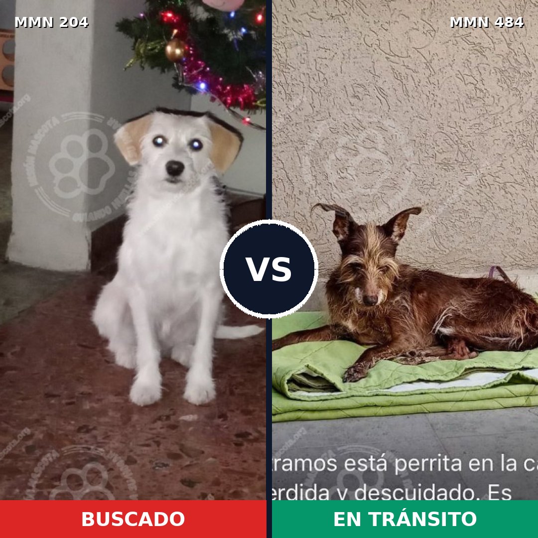 Comparativa MMS 4972: mascota perdida y mascota encontrada, 61% de similitud
