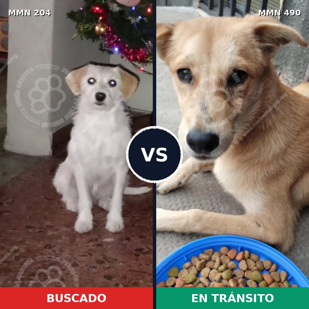 Comparativa MMS 4974: mascota perdida y mascota encontrada, 48% de similitud