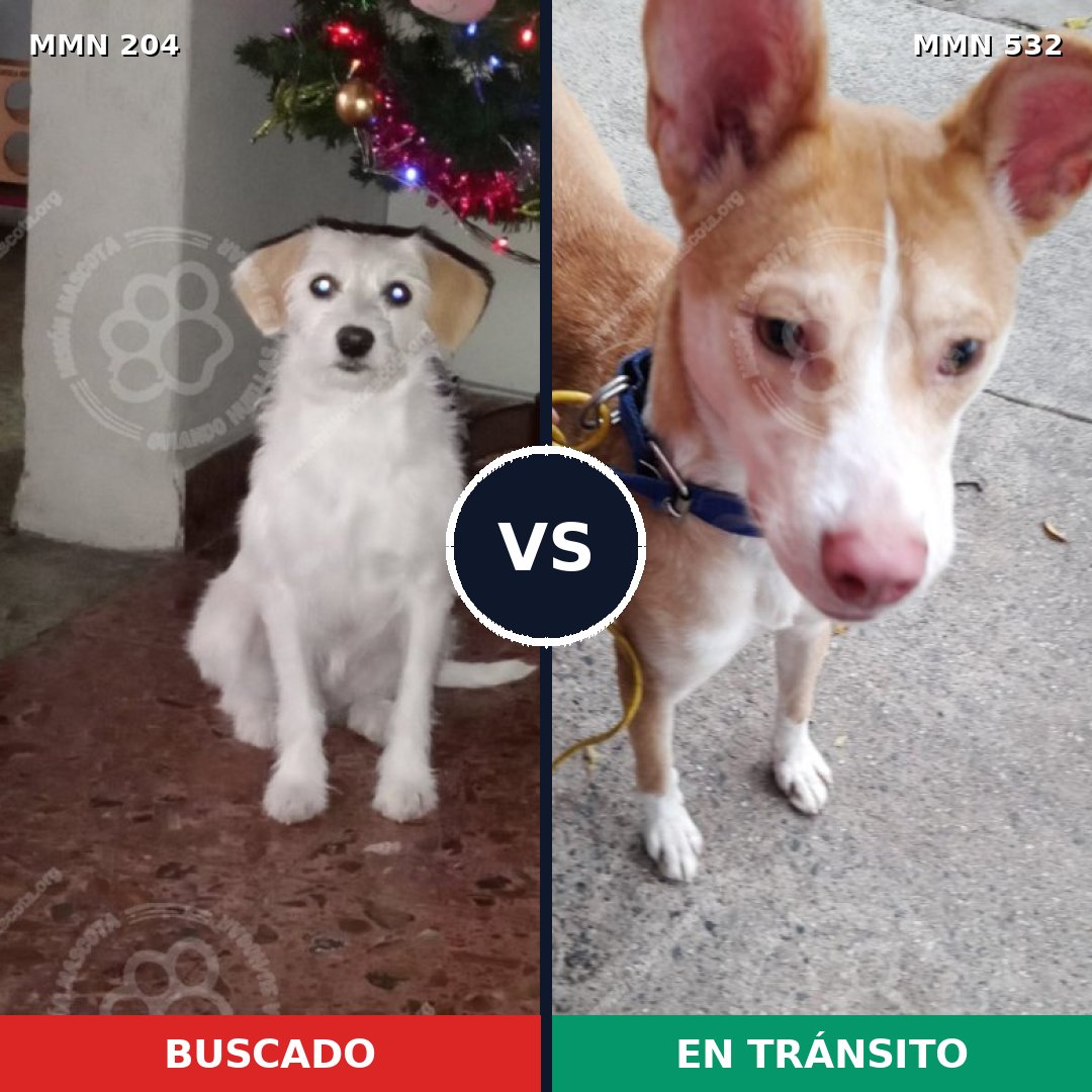 Comparativa MMS 4975: mascota perdida y mascota encontrada, 63% de similitud