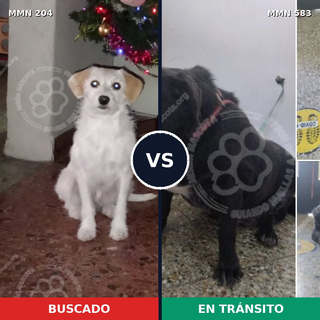 Comparativa MMS 4976: mascota perdida y mascota encontrada, 66% de similitud