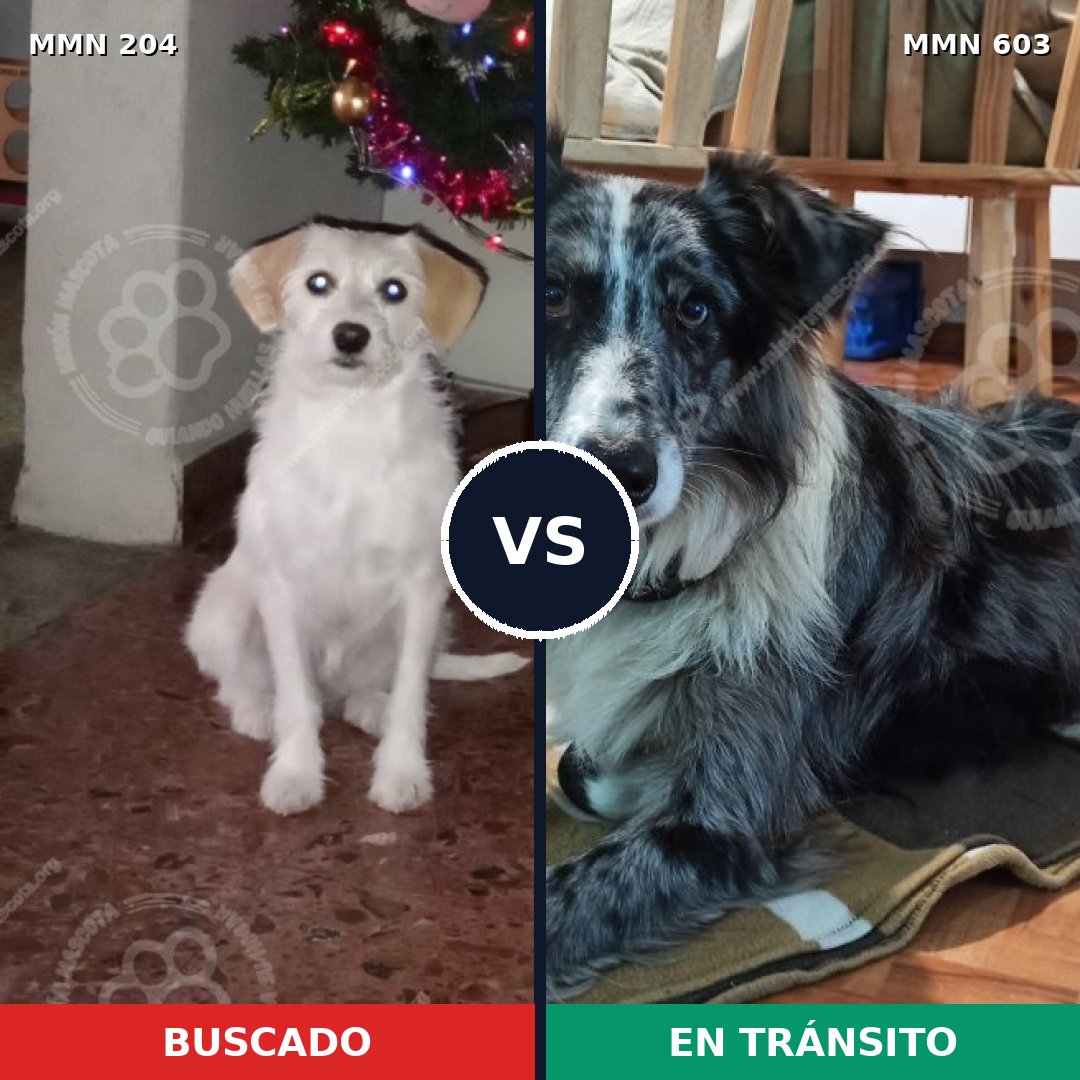 Comparativa MMS 4977: mascota perdida y mascota encontrada, 5% de similitud