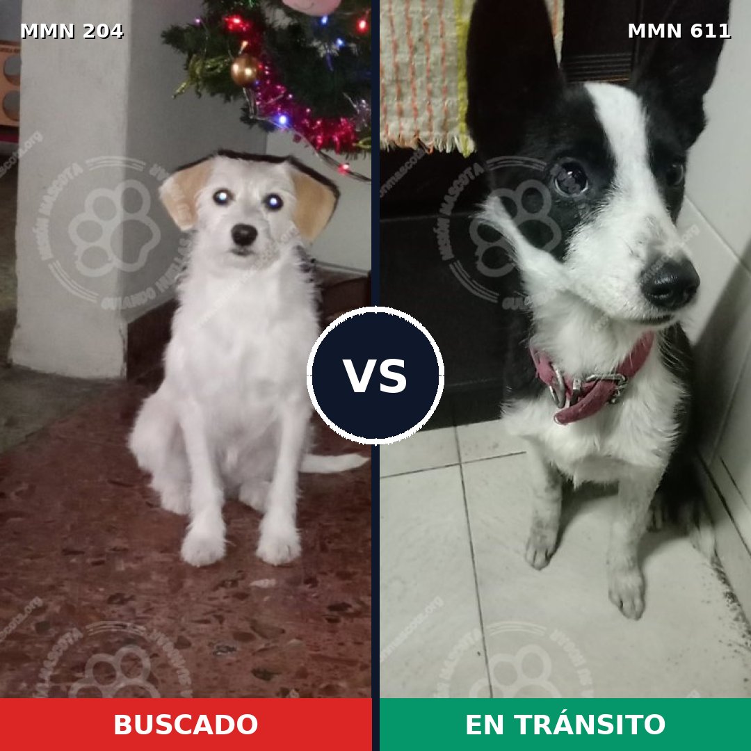 Comparativa MMS 4978: mascota perdida y mascota encontrada, 68% de similitud