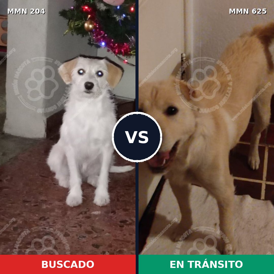 Comparativa MMS 4979: mascota perdida y mascota encontrada, 51% de similitud