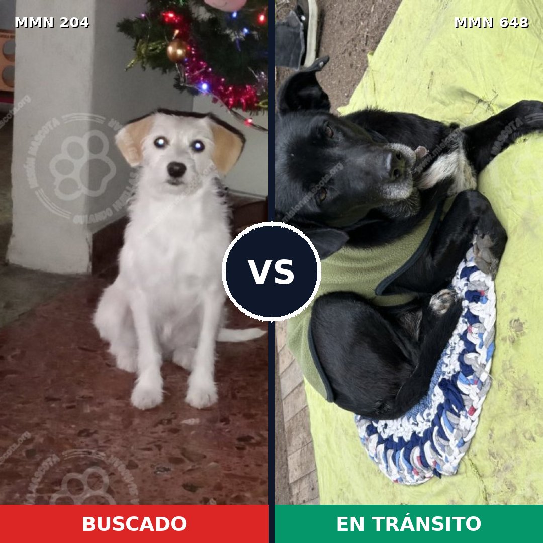 Comparativa MMS 4980: mascota perdida y mascota encontrada, 67% de similitud