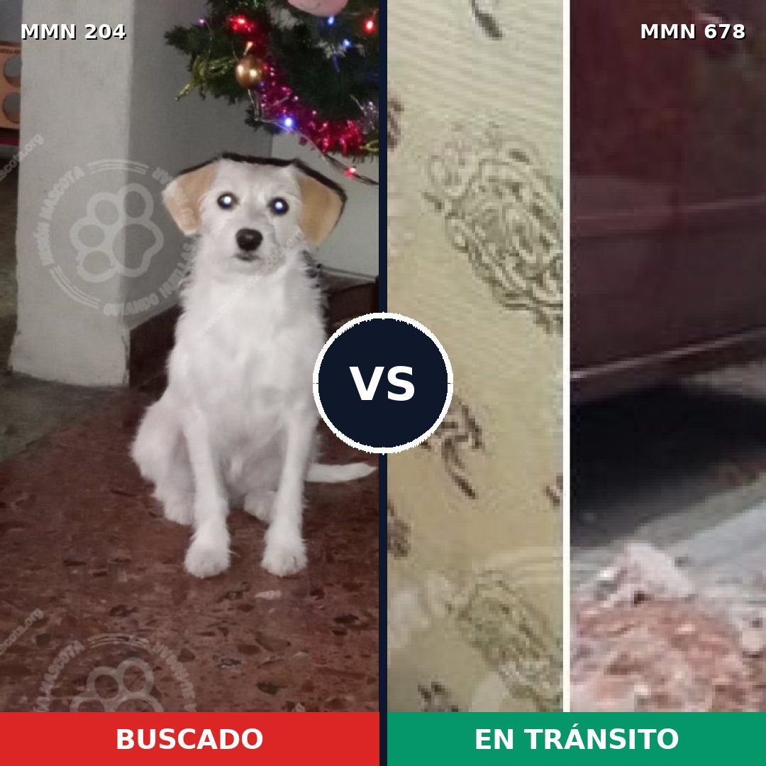 Comparativa MMS 4981: mascota perdida y mascota encontrada, 48% de similitud