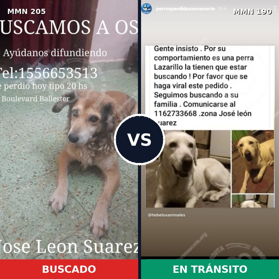 Comparativa MMS 4982: mascota perdida y mascota encontrada, 22% de similitud