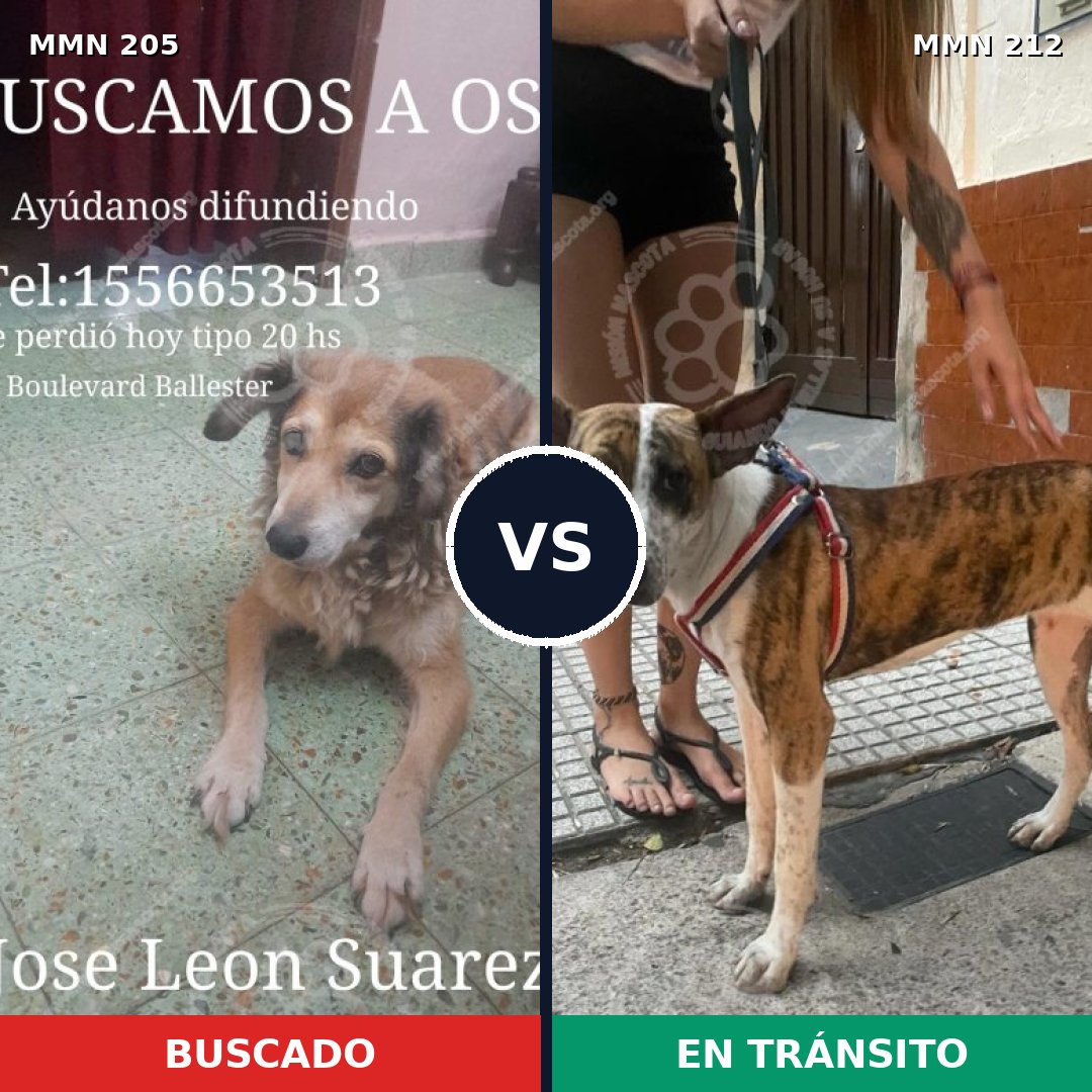 Comparativa MMS 4983: mascota perdida y mascota encontrada, 60% de similitud