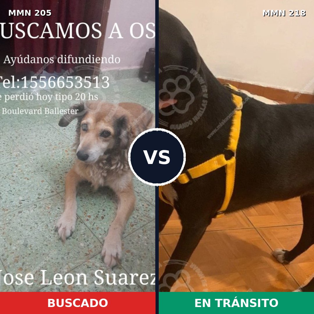Comparativa MMS 4984: mascota perdida y mascota encontrada, 47% de similitud