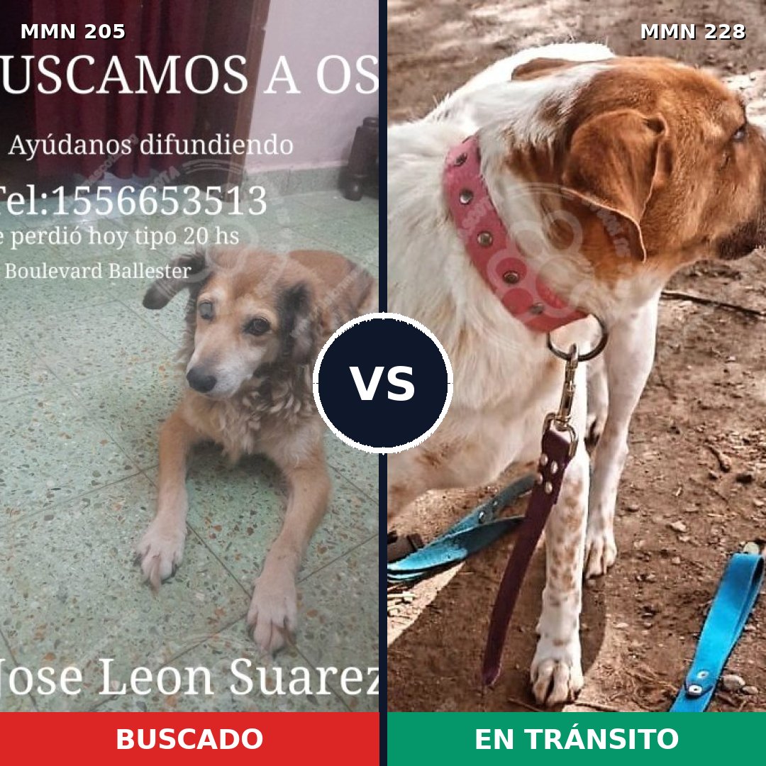 Comparativa MMS 4985: mascota perdida y mascota encontrada, 22% de similitud