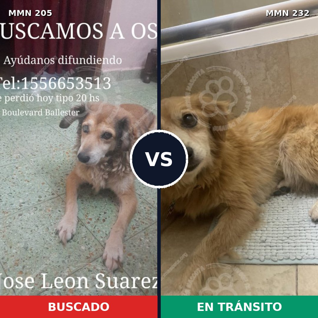 Comparativa MMS 4986: mascota perdida y mascota encontrada, 15% de similitud