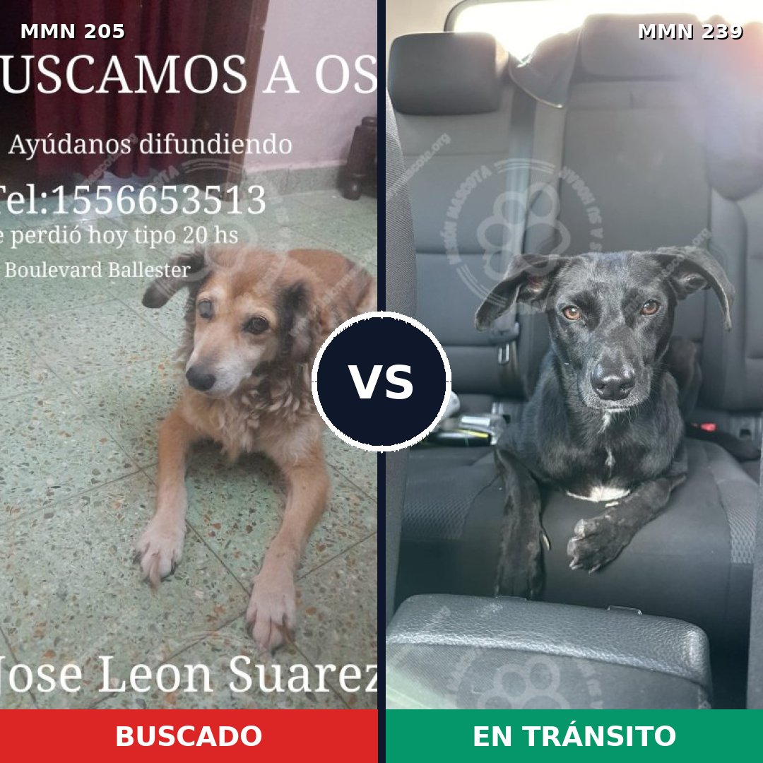 Comparativa MMS 4987: mascota perdida y mascota encontrada, 43% de similitud