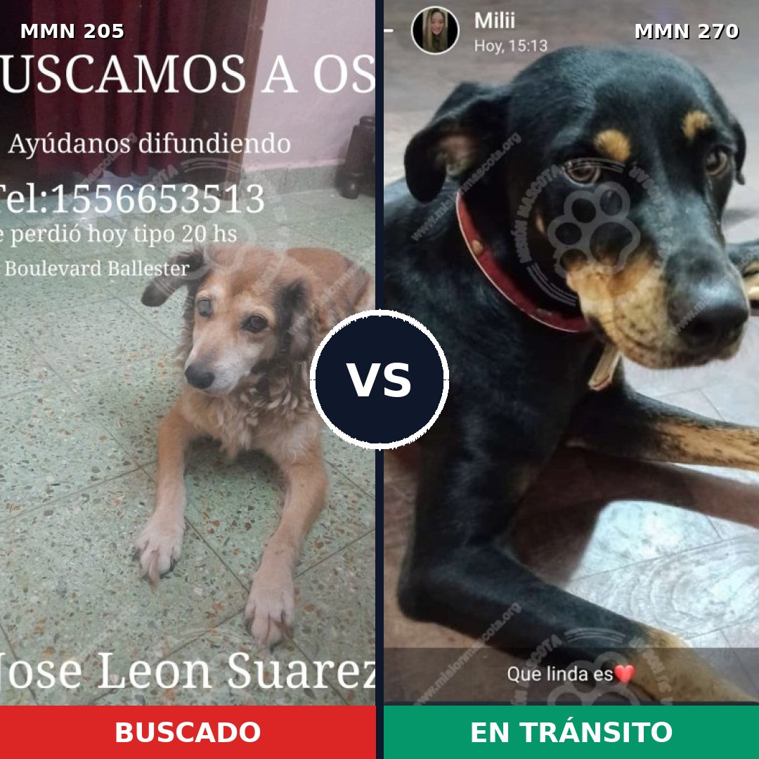 Comparativa MMS 4988: mascota perdida y mascota encontrada, 52% de similitud