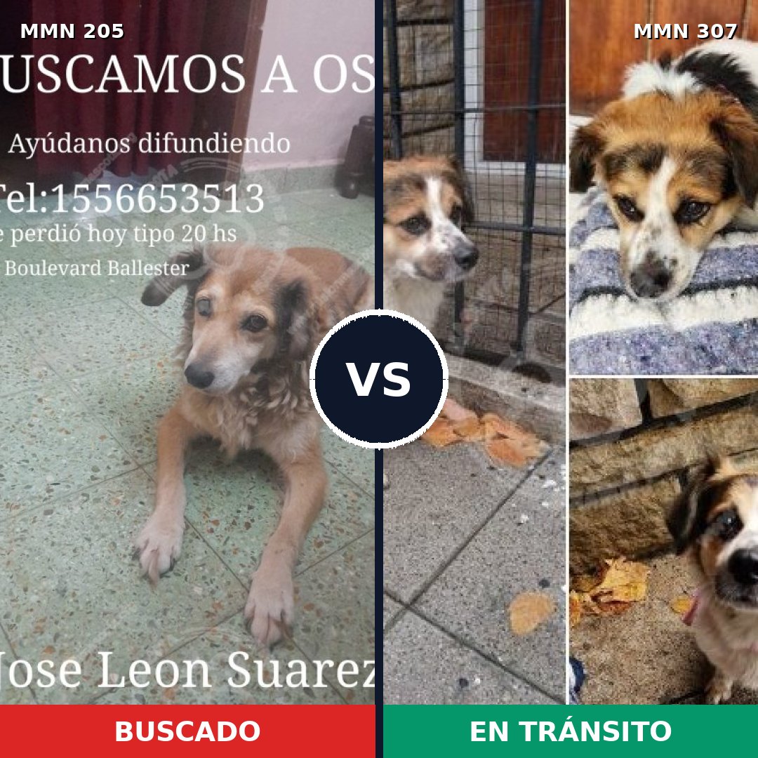 Comparativa MMS 4990: mascota perdida y mascota encontrada, 72% de similitud