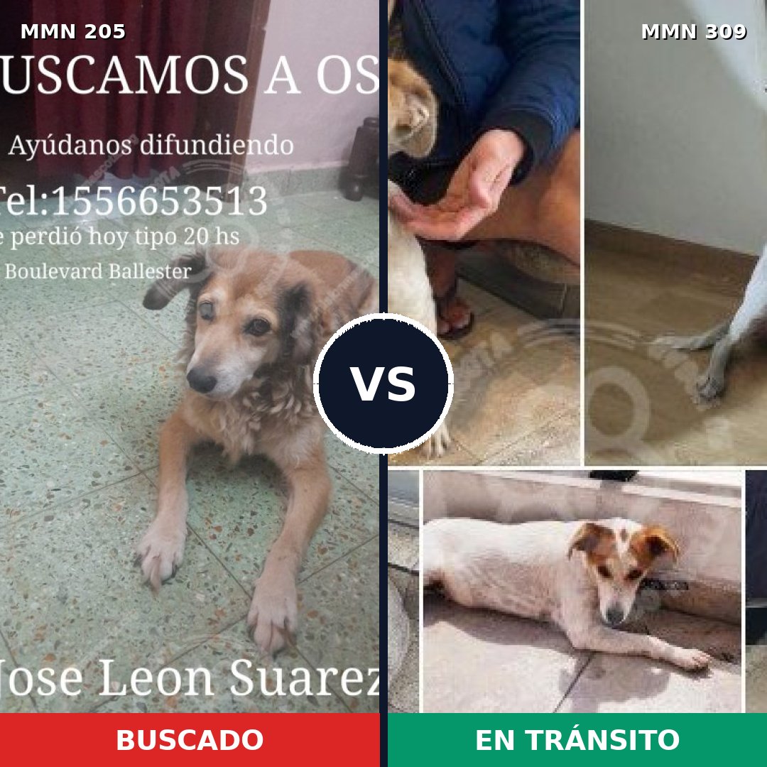 Comparativa MMS 4991: mascota perdida y mascota encontrada, 63% de similitud