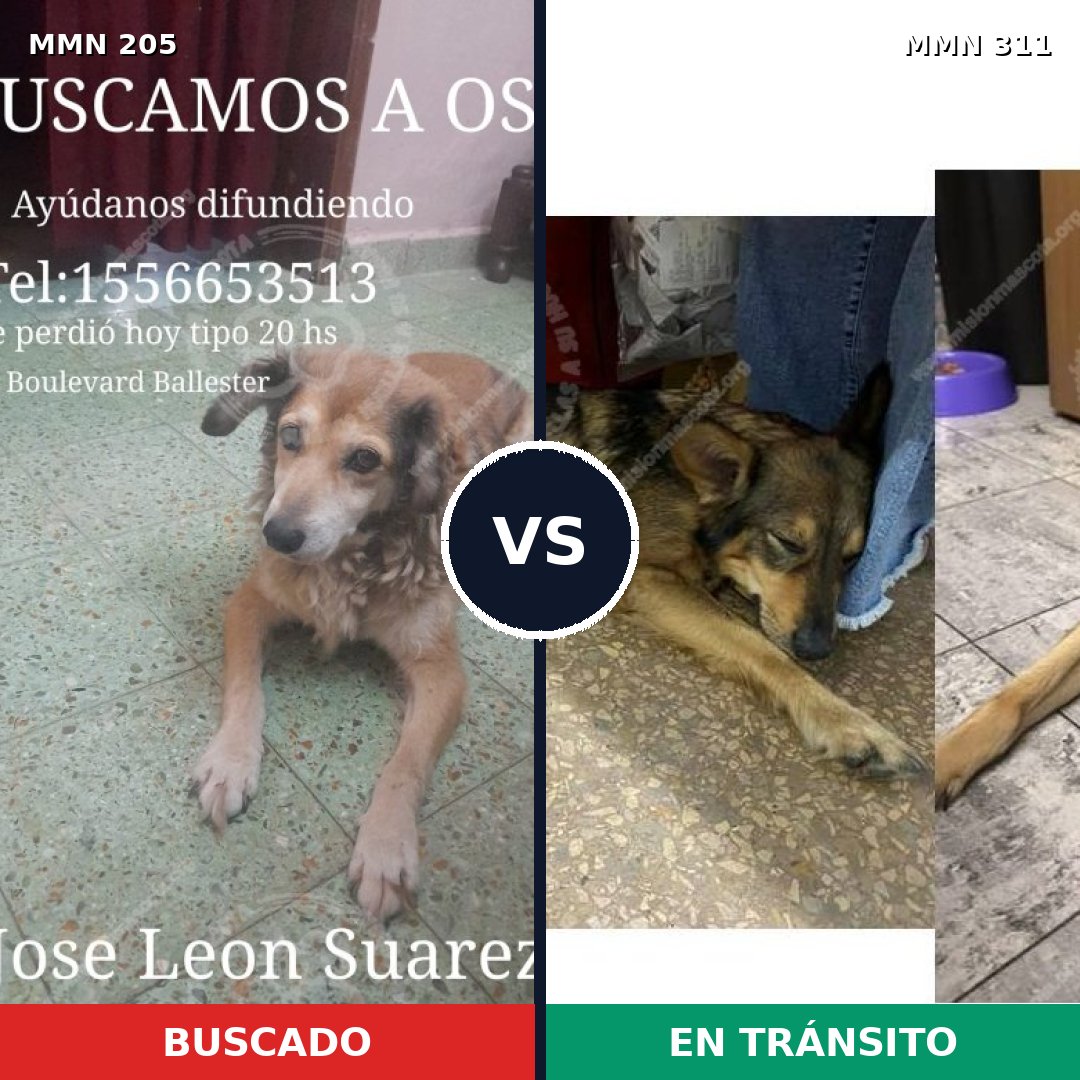 Comparativa MMS 4992: mascota perdida y mascota encontrada, 63% de similitud