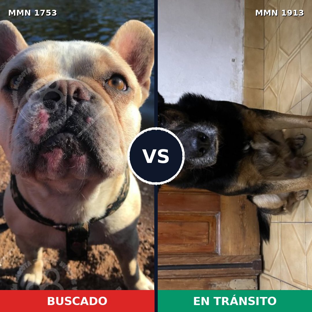 Comparativa MMS 49929: mascota perdida y mascota encontrada, 42% de similitud