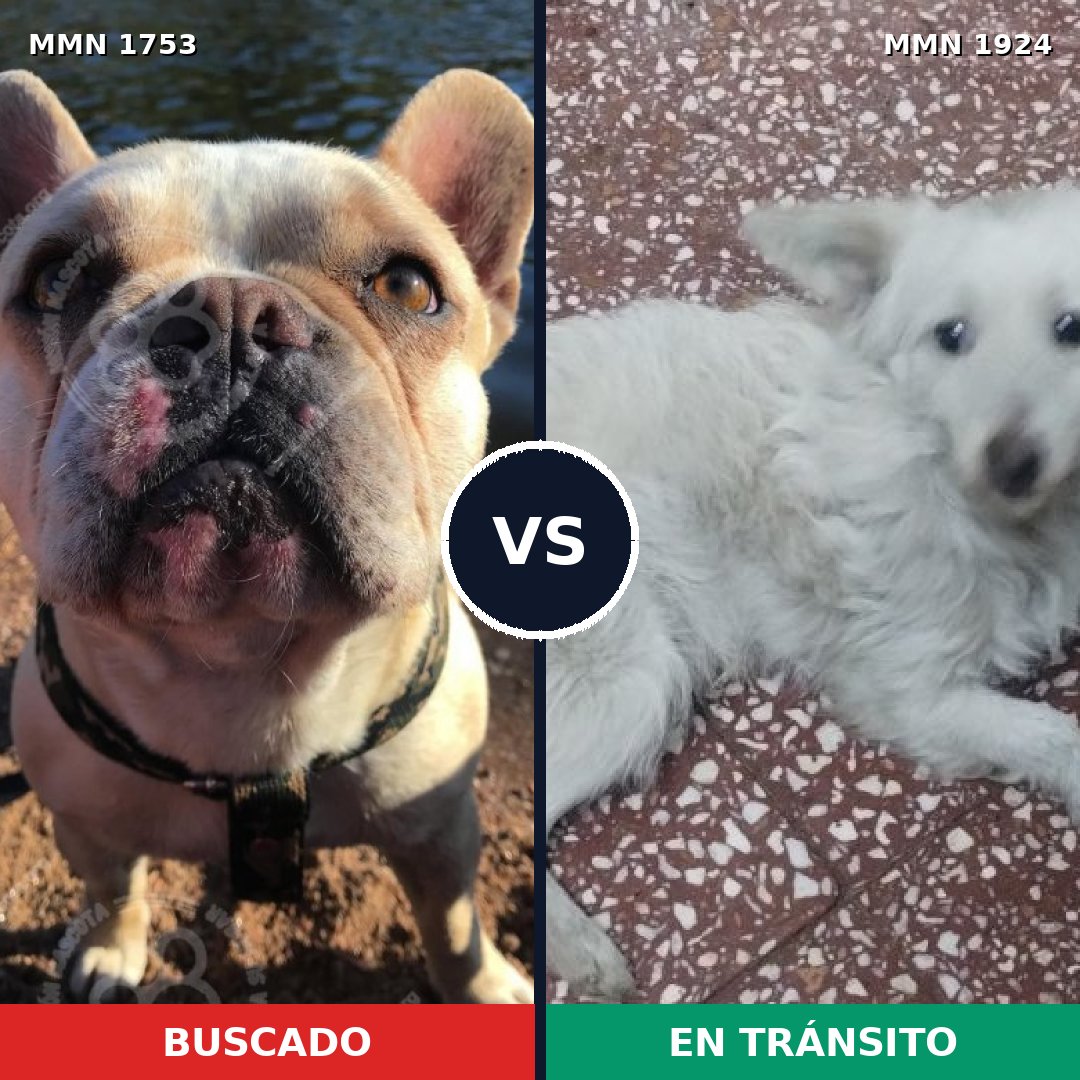 Comparativa MMS 49931: mascota perdida y mascota encontrada, 45% de similitud