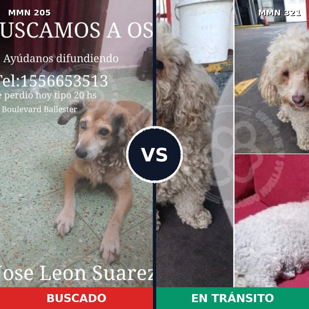Comparativa MMS 4994: mascota perdida y mascota encontrada, 22% de similitud
