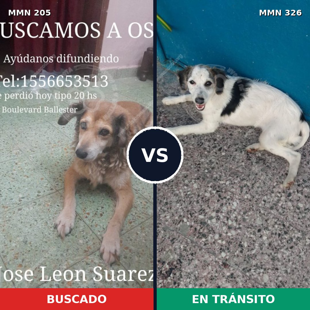 Comparativa MMS 4995: mascota perdida y mascota encontrada, 51% de similitud