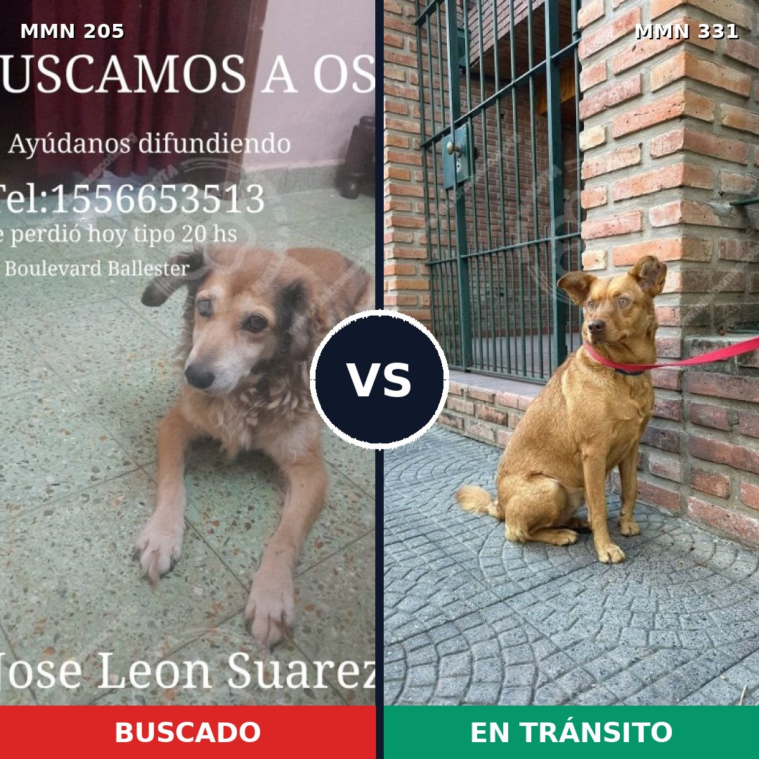 Comparativa MMS 4996: mascota perdida y mascota encontrada, 61% de similitud