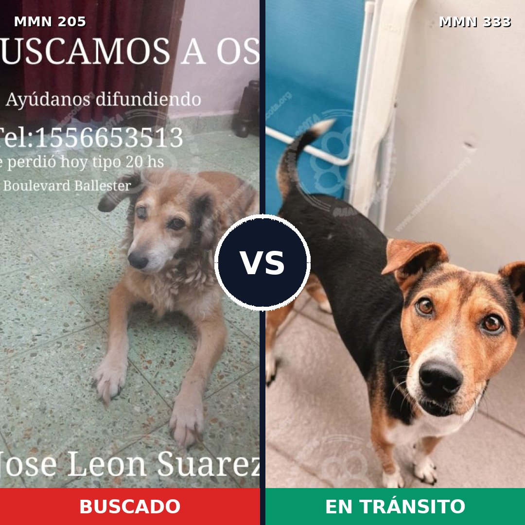 Comparativa MMS 4997: mascota perdida y mascota encontrada, 48% de similitud