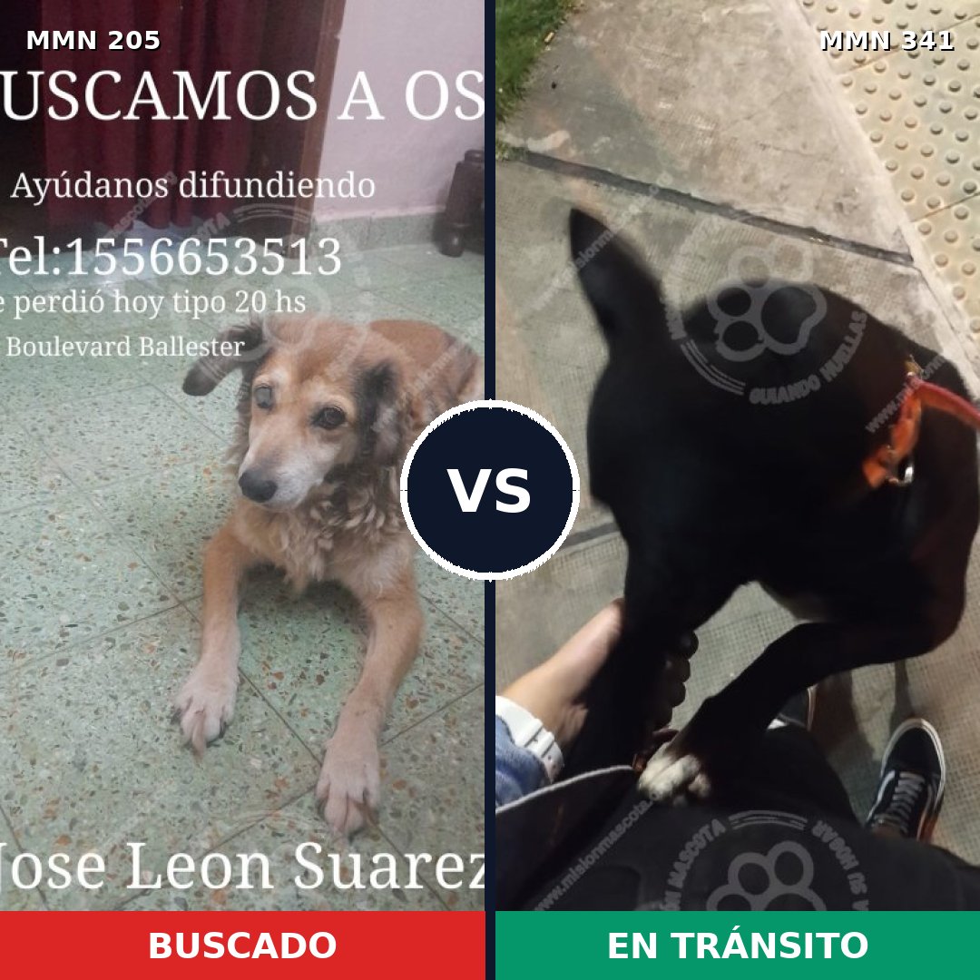 Comparativa MMS 4998: mascota perdida y mascota encontrada, 47% de similitud