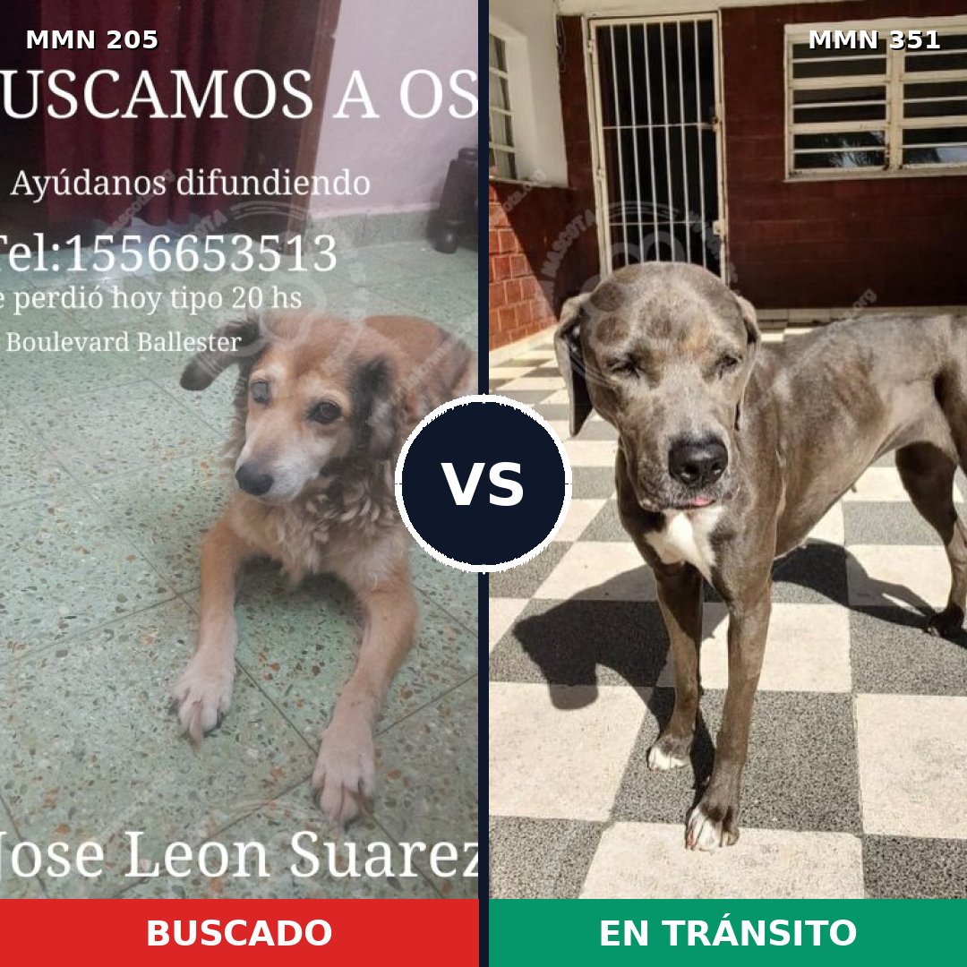 Comparativa MMS 4999: mascota perdida y mascota encontrada, 2% de similitud