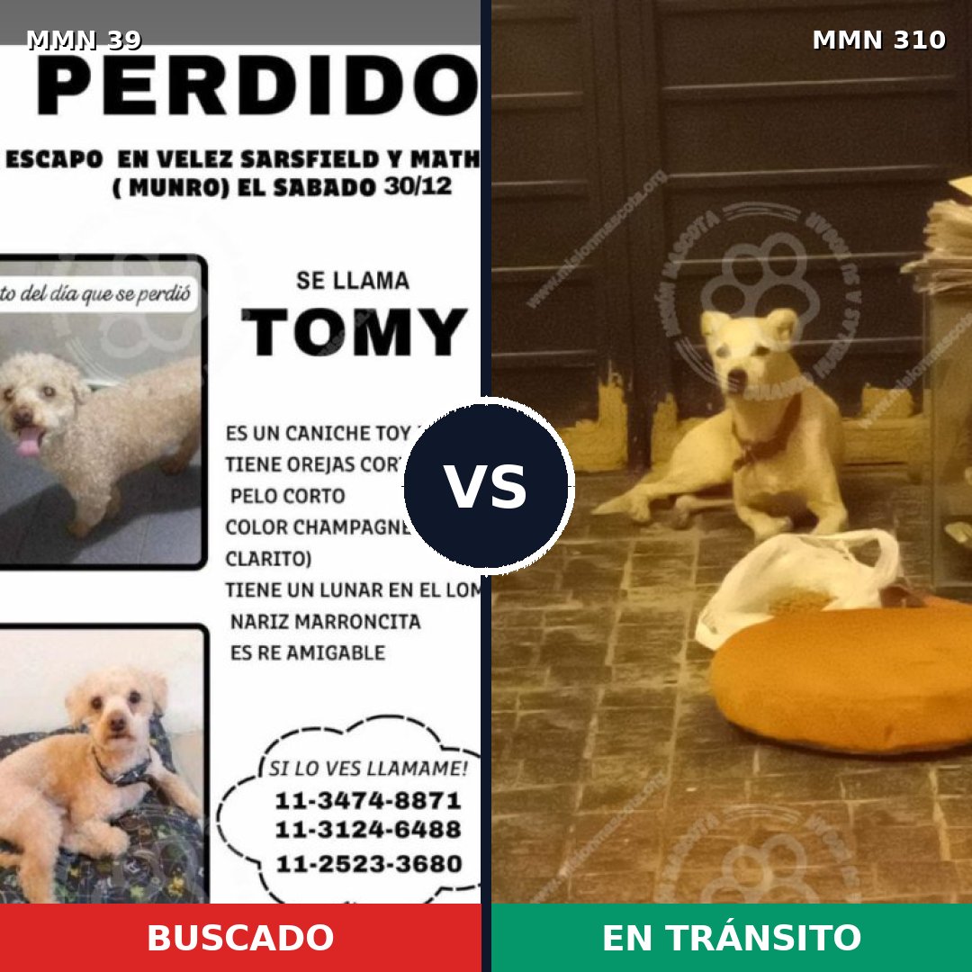 Comparativa MMS 50: mascota perdida y mascota encontrada, 44% de similitud