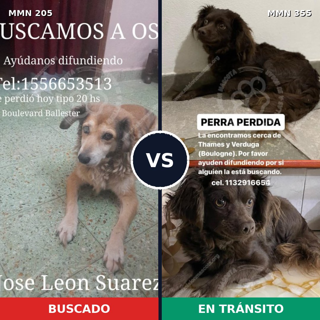 Comparativa MMS 5000: mascota perdida y mascota encontrada, 46% de similitud