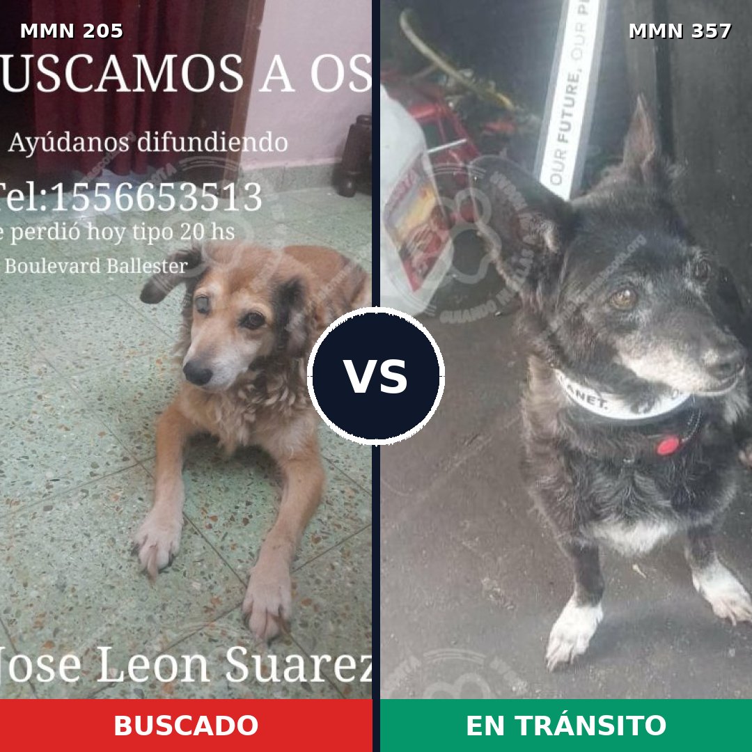 Comparativa MMS 5001: mascota perdida y mascota encontrada, 51% de similitud