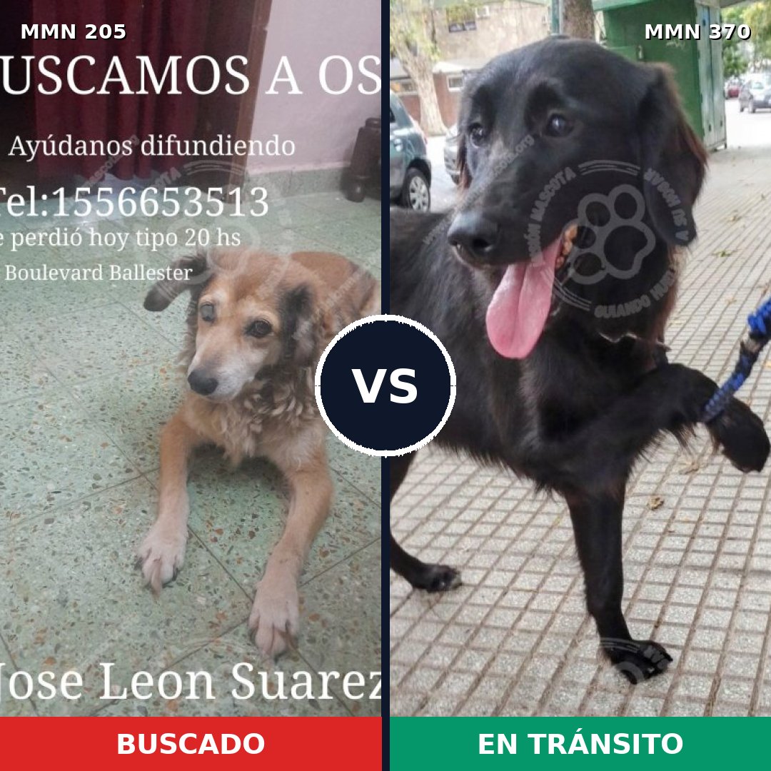 Comparativa MMS 5002: mascota perdida y mascota encontrada, 51% de similitud