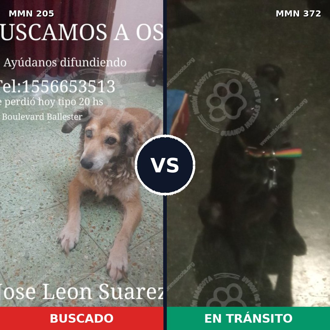 Comparativa MMS 5003: mascota perdida y mascota encontrada, 47% de similitud