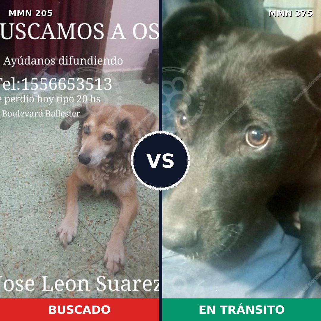 Comparativa MMS 5004: mascota perdida y mascota encontrada, 47% de similitud