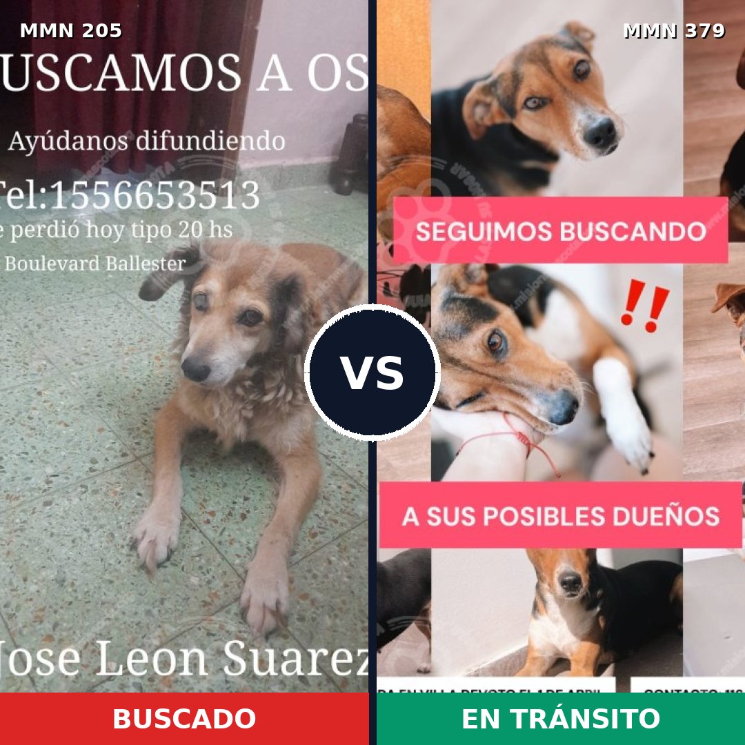 Comparativa MMS 5005: mascota perdida y mascota encontrada, 71% de similitud