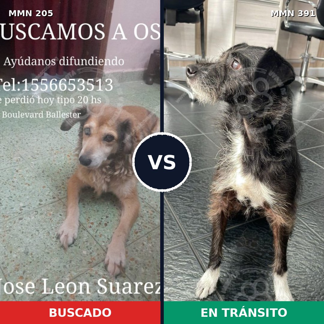 Comparativa MMS 5006: mascota perdida y mascota encontrada, 51% de similitud