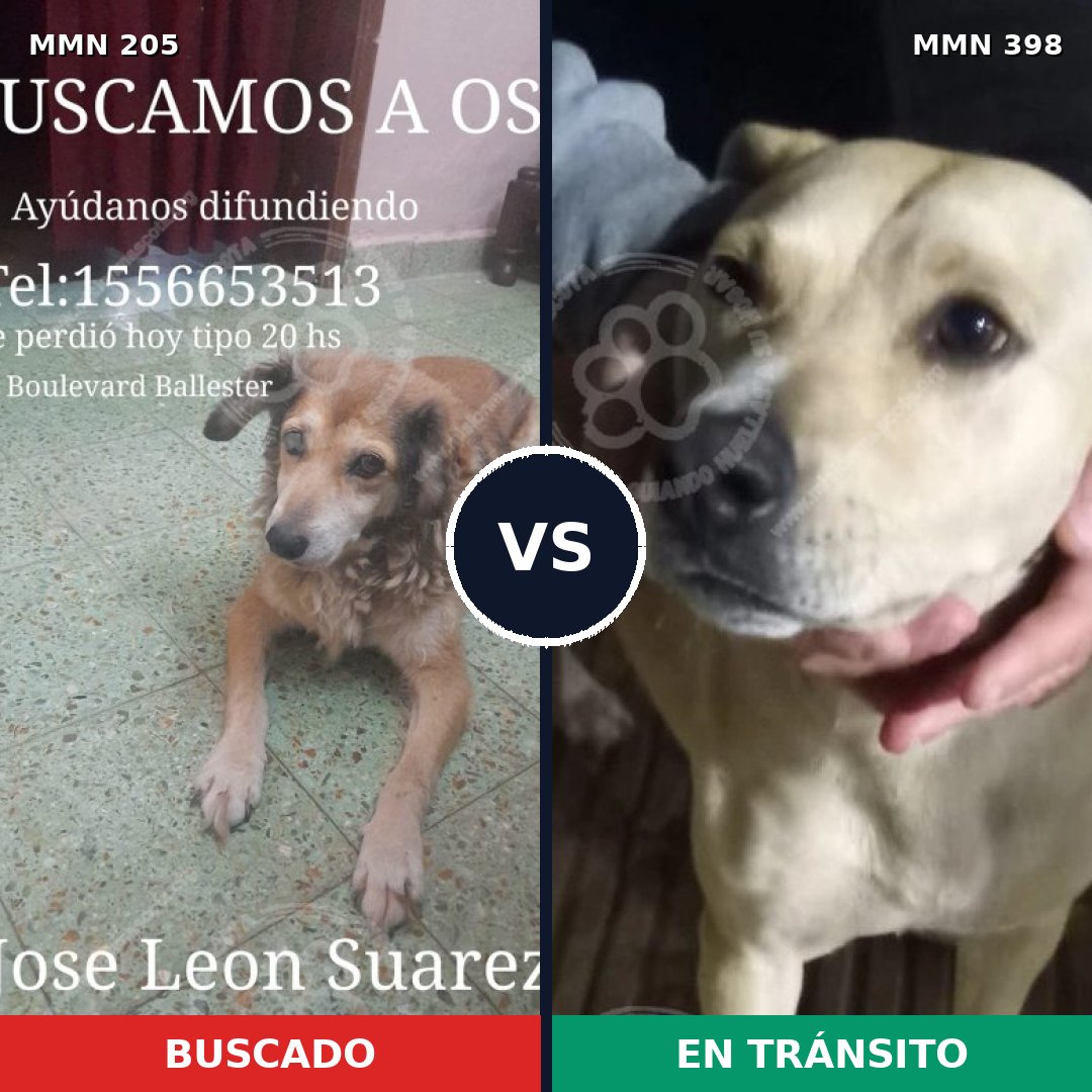 Comparativa MMS 5007: mascota perdida y mascota encontrada, 60% de similitud