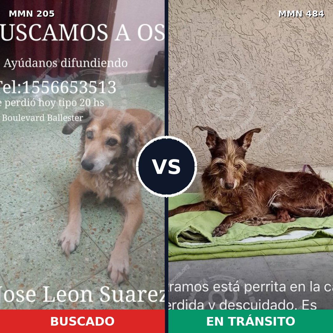 Comparativa MMS 5009: mascota perdida y mascota encontrada, 48% de similitud