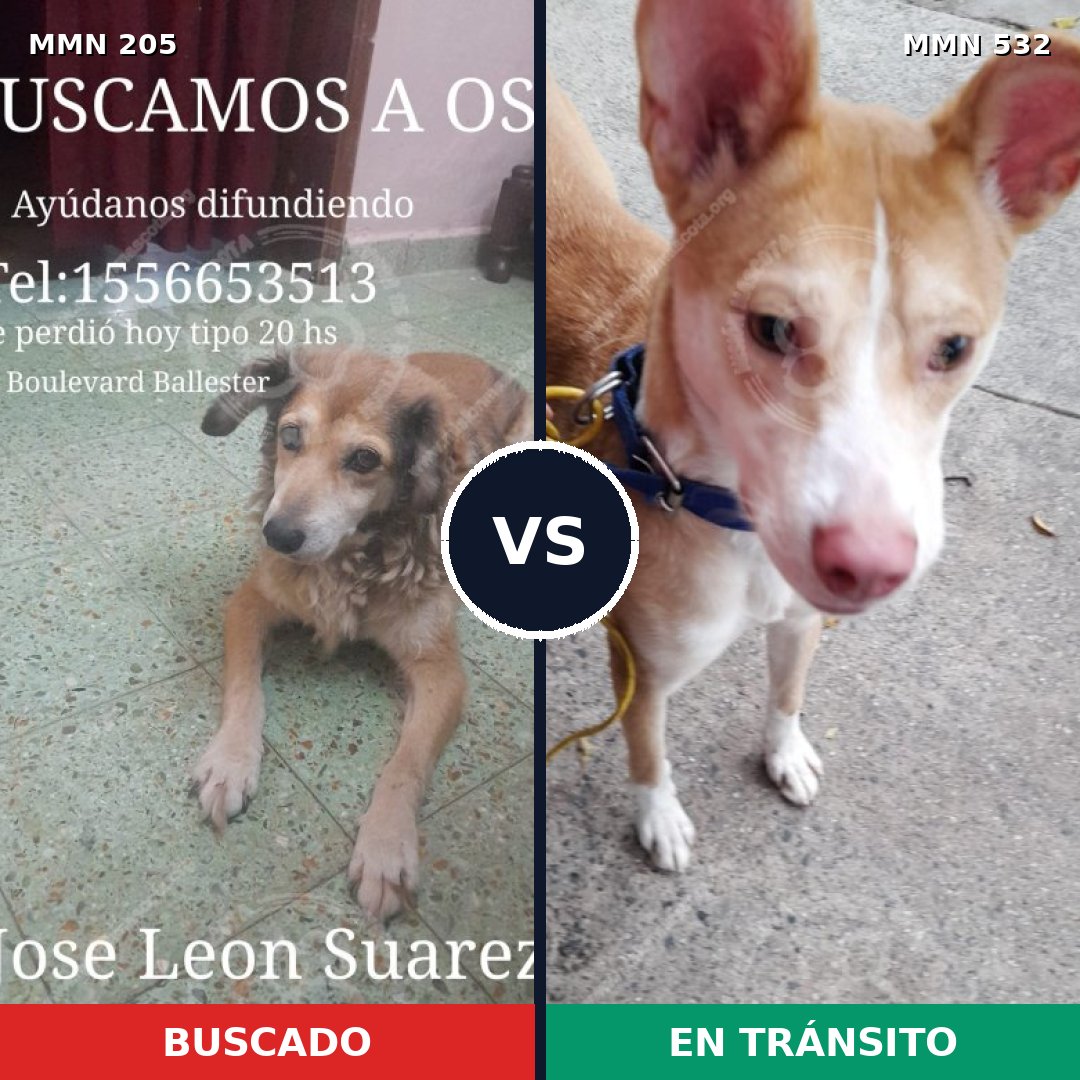 Comparativa MMS 5012: mascota perdida y mascota encontrada, 48% de similitud
