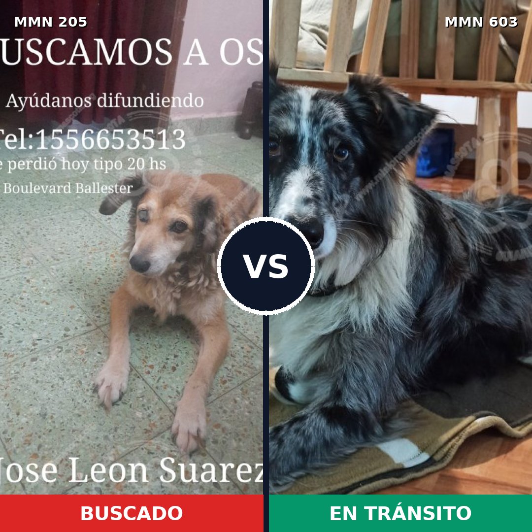 Comparativa MMS 5014: mascota perdida y mascota encontrada, 4% de similitud