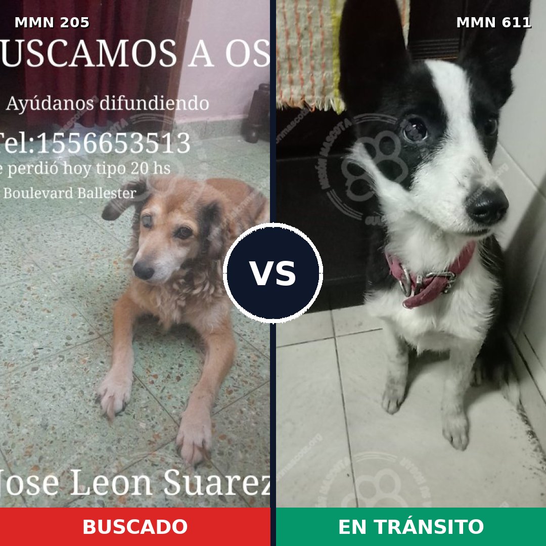 Comparativa MMS 5015: mascota perdida y mascota encontrada, 51% de similitud