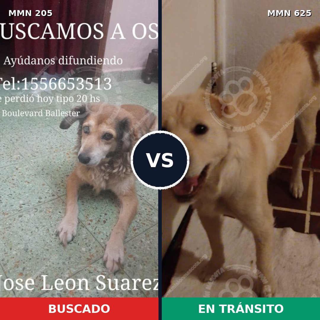 Comparativa MMS 5016: mascota perdida y mascota encontrada, 65% de similitud