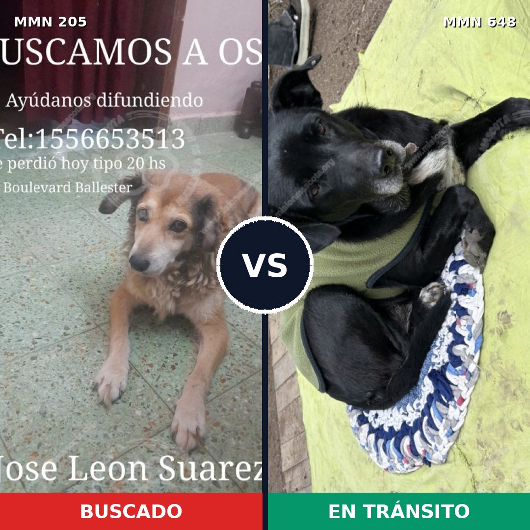 Comparativa MMS 5017: mascota perdida y mascota encontrada, 51% de similitud