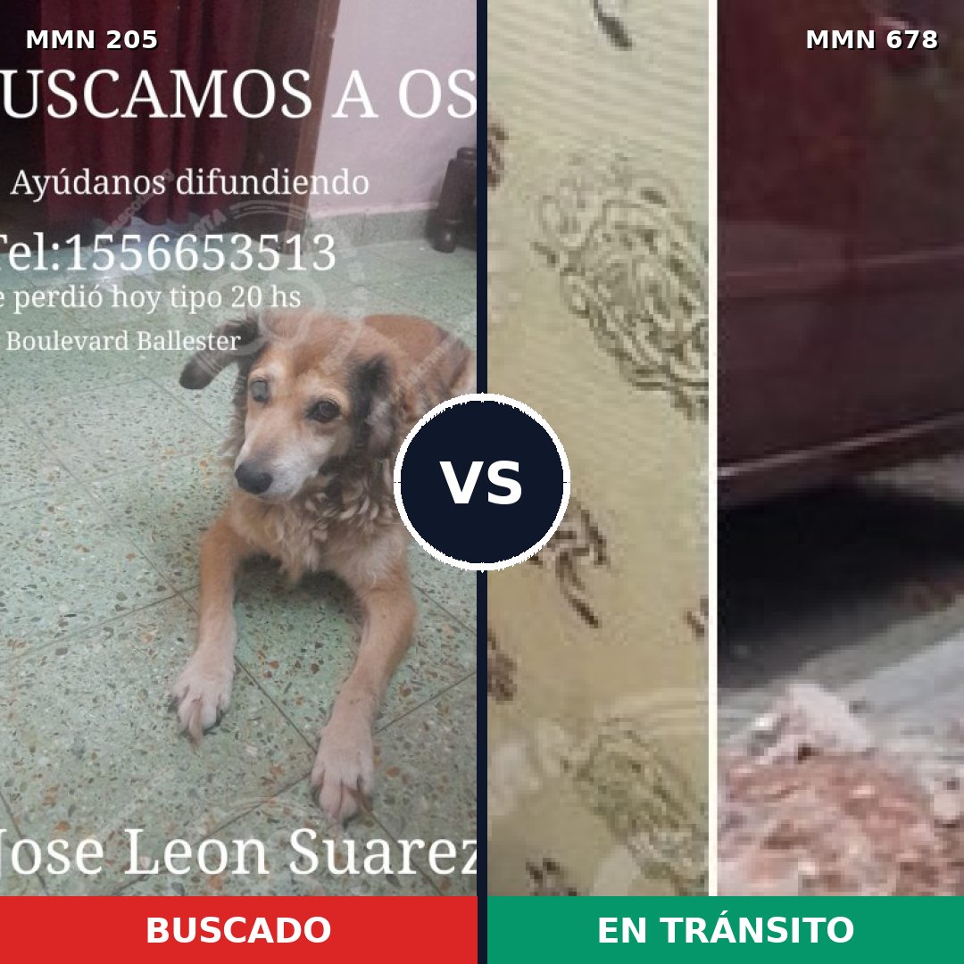 Comparativa MMS 5018: mascota perdida y mascota encontrada, 52% de similitud