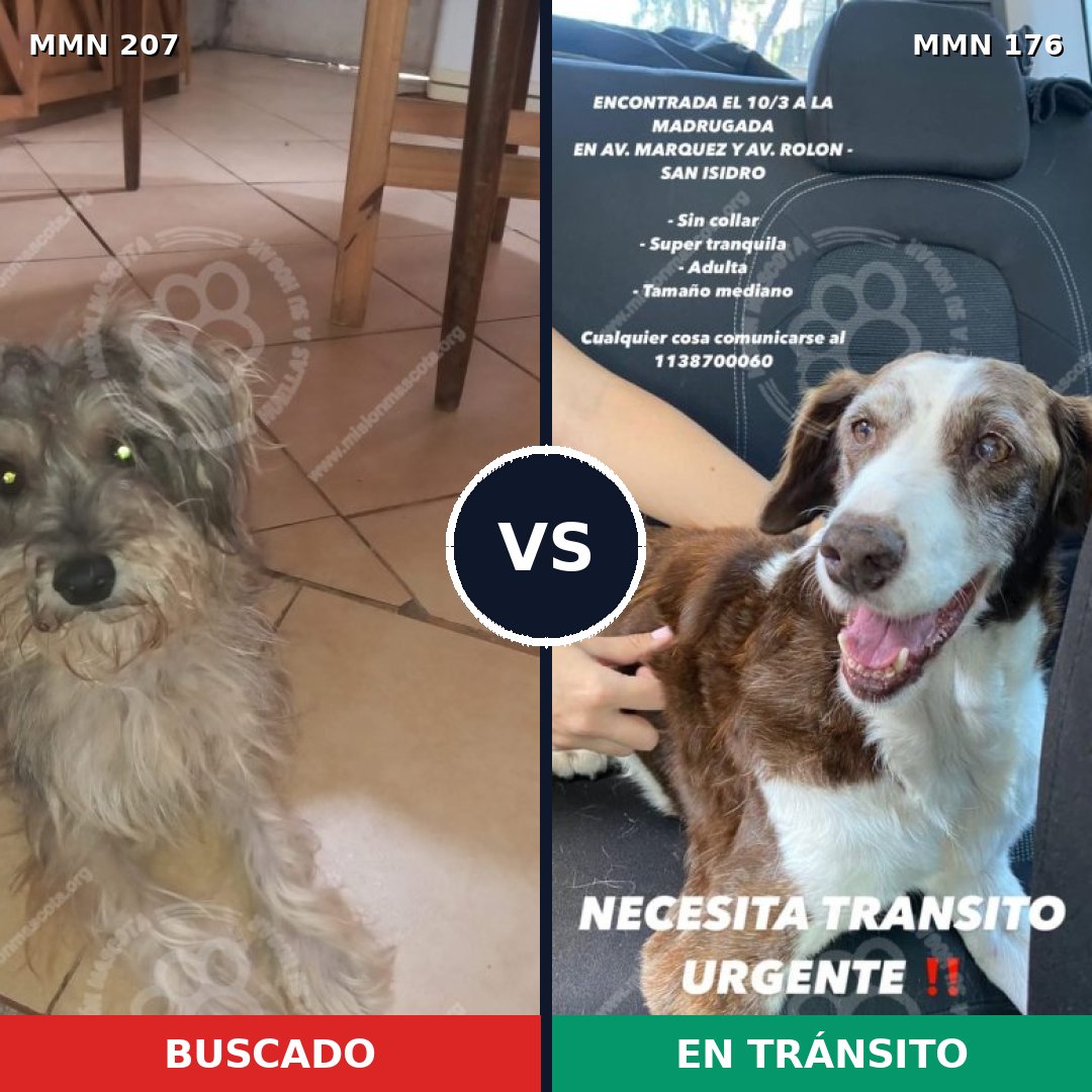 Comparativa MMS 5020: mascota perdida y mascota encontrada, 10% de similitud