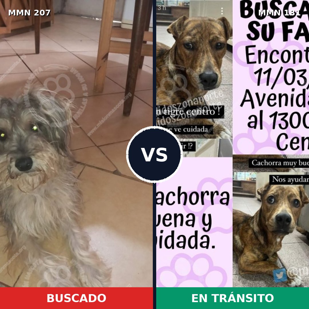 Comparativa MMS 5022: mascota perdida y mascota encontrada, 6% de similitud